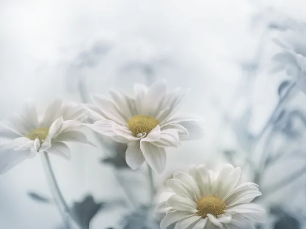 art of beauty